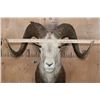 Image 4 : XL Huge STONE SHEEP Ram Shoulder Mount