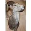 Image 5 : XL Huge STONE SHEEP Ram Shoulder Mount
