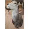 Image 6 : XL Huge STONE SHEEP Ram Shoulder Mount