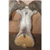 Image 7 : XL Huge STONE SHEEP Ram Shoulder Mount