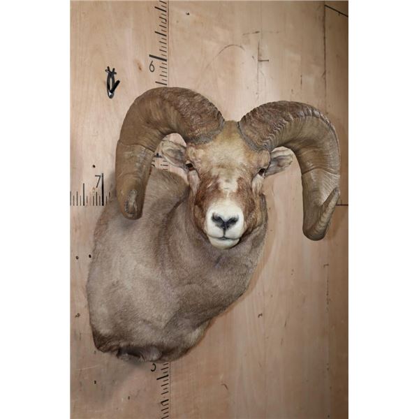 XXL and Heavy ROCKY MOUNTAIN BIGHORN Sheep Ram Shoulder Mount