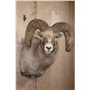 Image 1 : XXL and Heavy ROCKY MOUNTAIN BIGHORN Sheep Ram Shoulder Mount