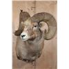 Image 2 : XXL and Heavy ROCKY MOUNTAIN BIGHORN Sheep Ram Shoulder Mount