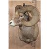 Image 3 : XXL and Heavy ROCKY MOUNTAIN BIGHORN Sheep Ram Shoulder Mount