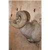 Image 4 : XXL and Heavy ROCKY MOUNTAIN BIGHORN Sheep Ram Shoulder Mount