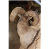 Image 5 : XXL and Heavy ROCKY MOUNTAIN BIGHORN Sheep Ram Shoulder Mount