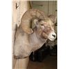 Image 6 : XXL and Heavy ROCKY MOUNTAIN BIGHORN Sheep Ram Shoulder Mount