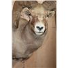 Image 7 : XXL and Heavy ROCKY MOUNTAIN BIGHORN Sheep Ram Shoulder Mount