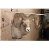 Image 8 : XXL and Heavy ROCKY MOUNTAIN BIGHORN Sheep Ram Shoulder Mount
