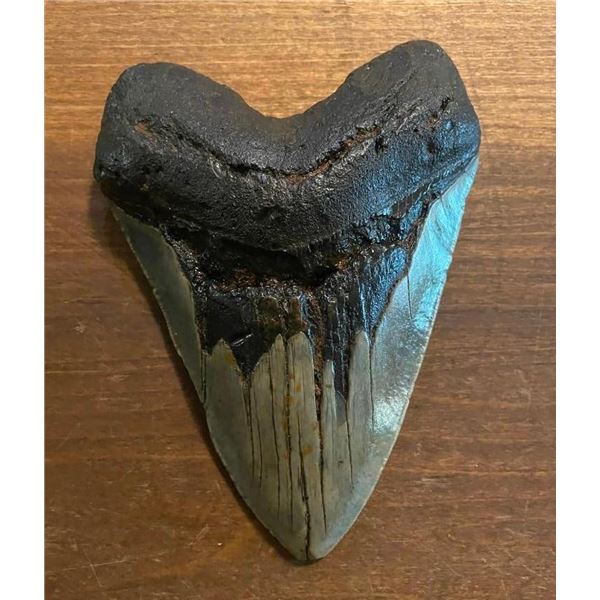 Monster Sized MEGALODON Shark Tooth Fossil Specimen