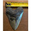 Image 2 : Monster Sized MEGALODON Shark Tooth Fossil Specimen