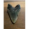 Image 4 : Monster Sized MEGALODON Shark Tooth Fossil Specimen