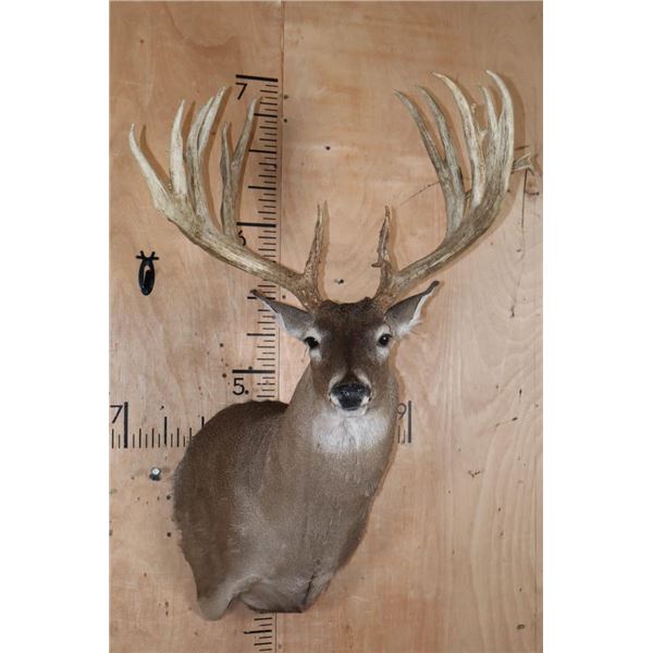 XL 22-Point Typical WHITETAIL DEER Shoulder Mount