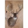 Image 1 : XL 22-Point Typical WHITETAIL DEER Shoulder Mount