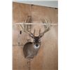 Image 2 : XL 22-Point Typical WHITETAIL DEER Shoulder Mount