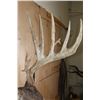 Image 3 : XL 22-Point Typical WHITETAIL DEER Shoulder Mount