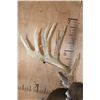 Image 4 : XL 22-Point Typical WHITETAIL DEER Shoulder Mount