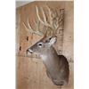Image 5 : XL 22-Point Typical WHITETAIL DEER Shoulder Mount