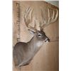 Image 6 : XL 22-Point Typical WHITETAIL DEER Shoulder Mount