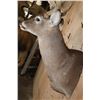 Image 7 : XL 22-Point Typical WHITETAIL DEER Shoulder Mount