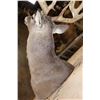 Image 8 : XL 22-Point Typical WHITETAIL DEER Shoulder Mount