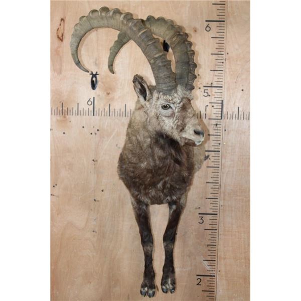 Half-body SIBERIAN or MID-ASIAN IBEX