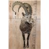 Image 1 : Half-body SIBERIAN or MID-ASIAN IBEX