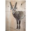 Image 2 : Half-body SIBERIAN or MID-ASIAN IBEX