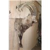 Image 3 : Half-body SIBERIAN or MID-ASIAN IBEX