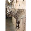 Image 4 : Half-body SIBERIAN or MID-ASIAN IBEX