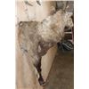 Image 5 : Half-body SIBERIAN or MID-ASIAN IBEX