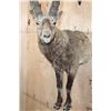 Image 6 : Half-body SIBERIAN or MID-ASIAN IBEX