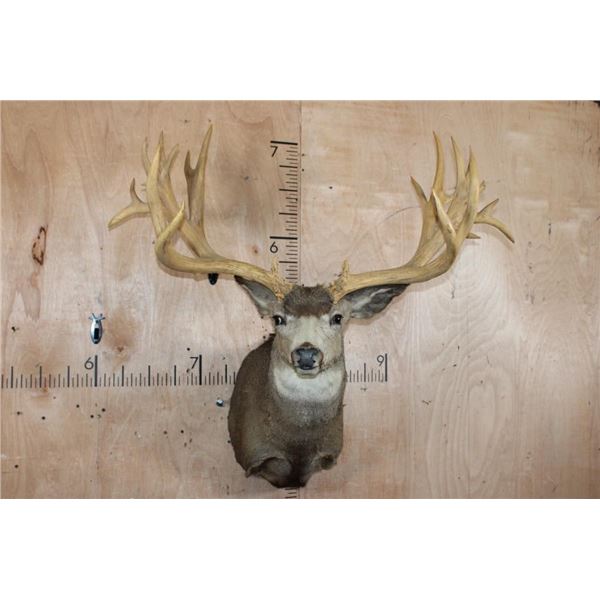 Massive XXL 26-Point Reproduction Rack Mule Deer Shoulder Mount