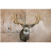 Image 1 : Massive XXL 26-Point Reproduction Rack Mule Deer Shoulder Mount