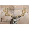 Image 2 : Massive XXL 26-Point Reproduction Rack Mule Deer Shoulder Mount