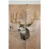 Image 3 : Massive XXL 26-Point Reproduction Rack Mule Deer Shoulder Mount