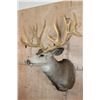 Image 4 : Massive XXL 26-Point Reproduction Rack Mule Deer Shoulder Mount