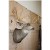 Image 5 : Massive XXL 26-Point Reproduction Rack Mule Deer Shoulder Mount