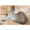 Image 7 : Massive XXL 26-Point Reproduction Rack Mule Deer Shoulder Mount