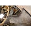 Image 8 : Massive XXL 26-Point Reproduction Rack Mule Deer Shoulder Mount