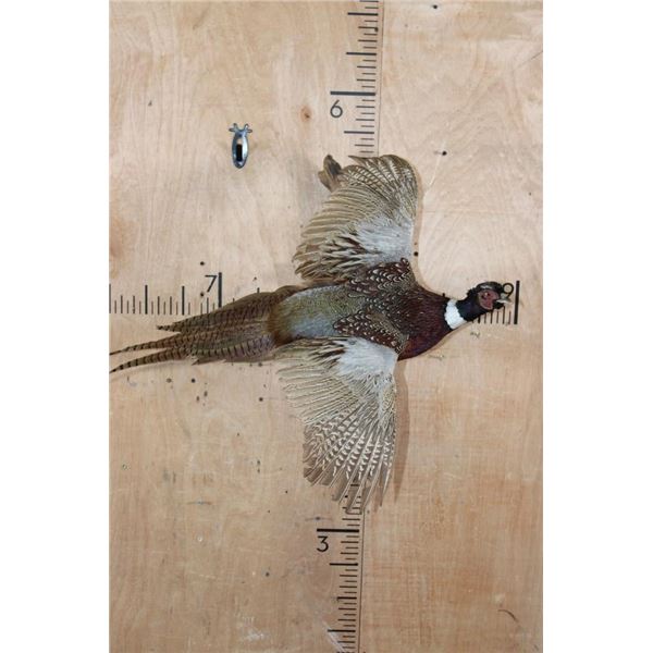 "Flying" PHEASANT Mounted on a Driftwood Wall Hanging Base