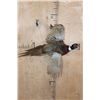 Image 1 : "Flying" PHEASANT Mounted on a Driftwood Wall Hanging Base