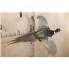 Image 2 : "Flying" PHEASANT Mounted on a Driftwood Wall Hanging Base