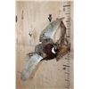 Image 3 : "Flying" PHEASANT Mounted on a Driftwood Wall Hanging Base