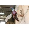 Image 4 : "Flying" PHEASANT Mounted on a Driftwood Wall Hanging Base