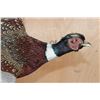 Image 5 : "Flying" PHEASANT Mounted on a Driftwood Wall Hanging Base