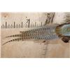 Image 6 : "Flying" PHEASANT Mounted on a Driftwood Wall Hanging Base