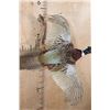 Image 7 : "Flying" PHEASANT Mounted on a Driftwood Wall Hanging Base