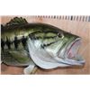 Image 5 : Big Reproduction LARGEMOUTH BASS Caught by Sam Snead