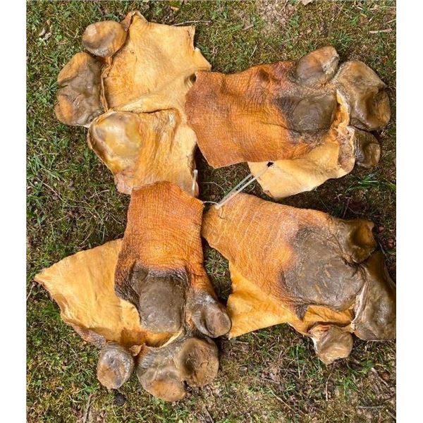 *Rare* Complete Set of (4) Tanned HIPPOPOTAMUS Feet